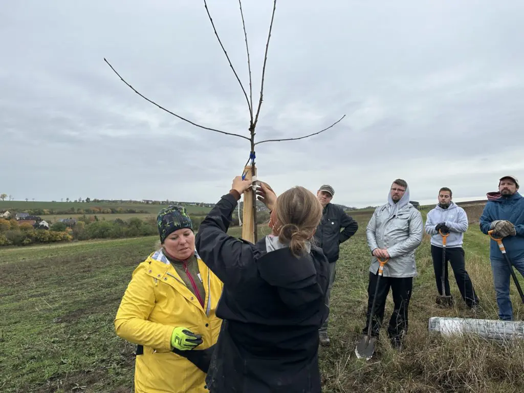 Zaměstnanci Up sází stromy