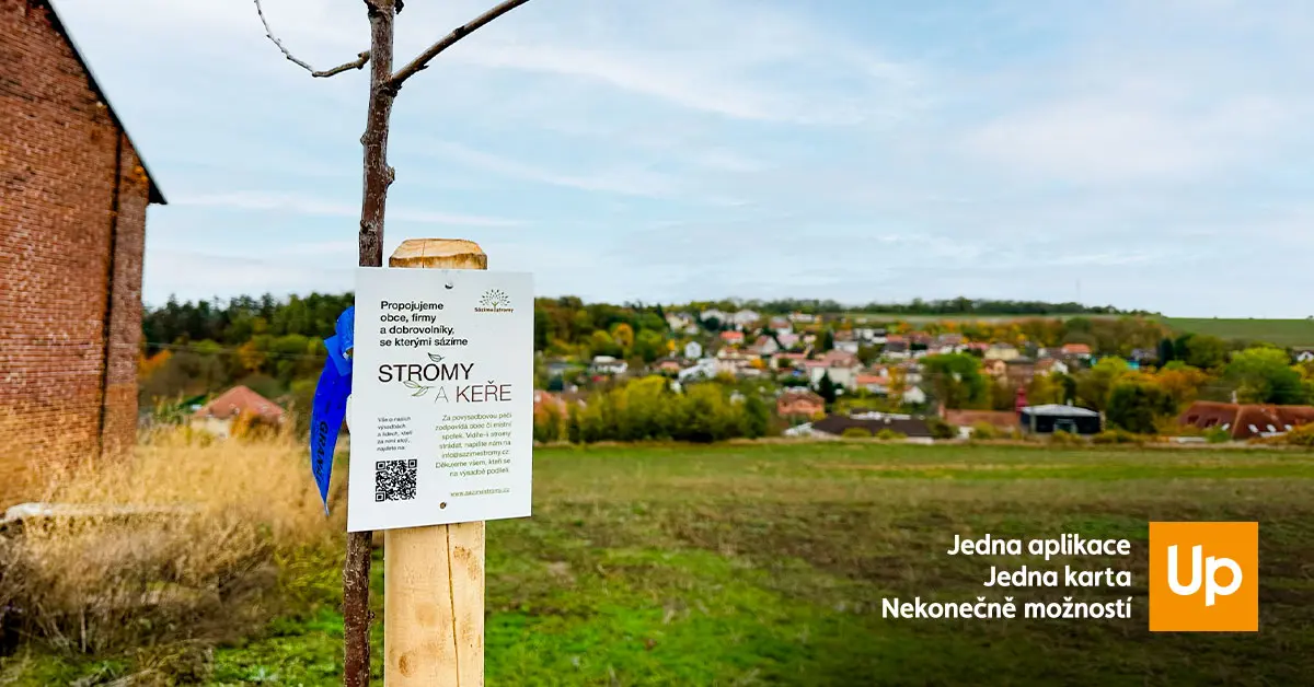 Jak jsme sázeli třešně s organizací Sázíme stromy