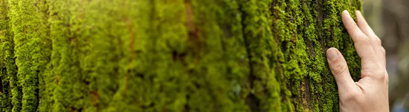 strom zarostlý mechem