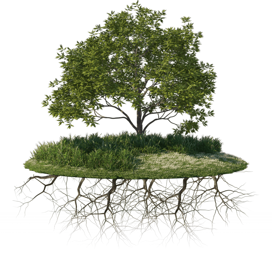 tree with 5 roots