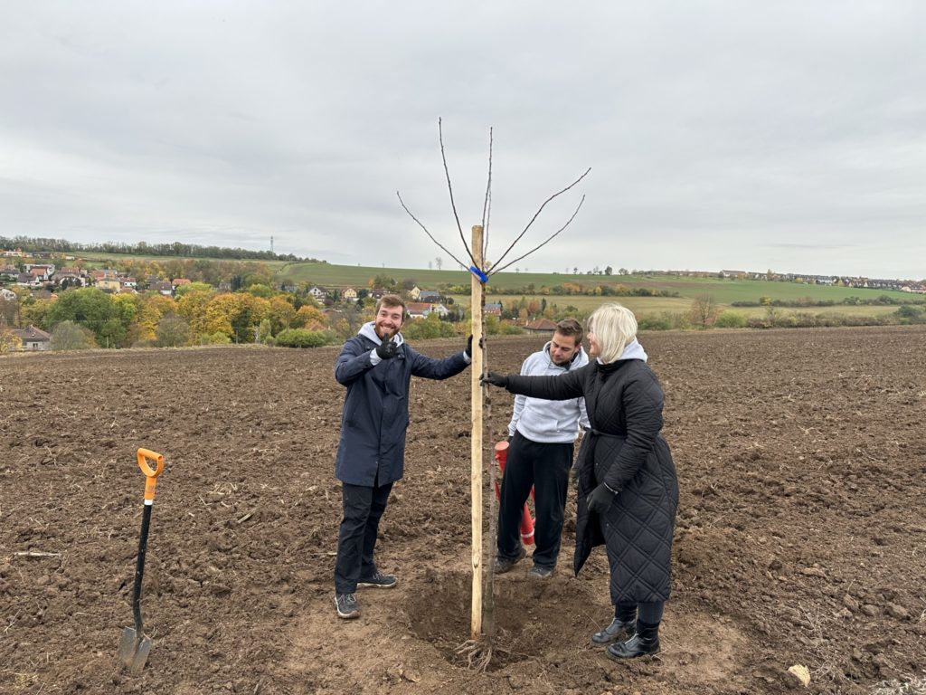 Planting cherry trees 02